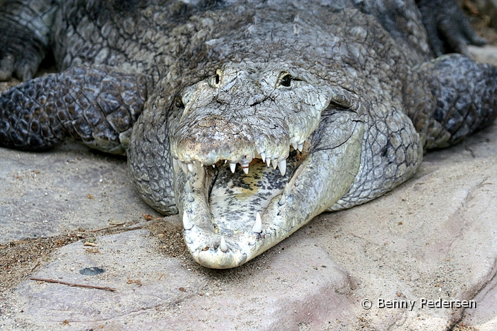 Nilkrokodille 1.jpg - Vestafrikansk krokodille (Crocodylus niloticus)